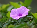Dew on morning glory flower