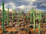 Organ Pipe Cactus in Mexican Desert