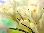 white crocus