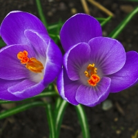 Crocuses