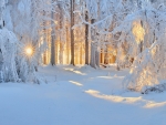 winter scene
