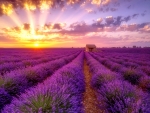 Lavender sunset