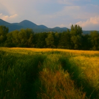 Field in summer