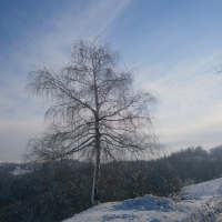 Winter tree