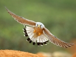 Euroasian Kestrel Falcon