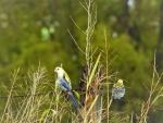 Pale Headed Rosellas