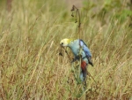 Pale Headed Rosella