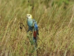 Pale Headed Rosella