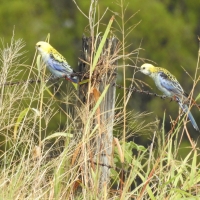 Pale Headed Rosellas