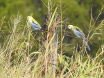 Pale Headed Rosellas