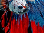 Betta Fish
