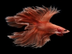 Betta Fish