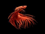 Betta Fish