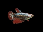 Betta Fish(Female)
