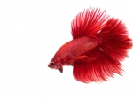 Red Betta Fish