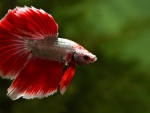Betta Fish