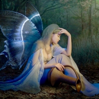 Beauty of a Lady Butterfly