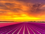 Hyacinth sunrise