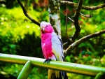 Pink Parrot