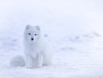 Cute Snow Fox
