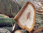 The Tree Rings