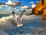sea gull