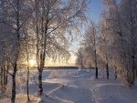 winter scene