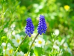 Two hyacinths