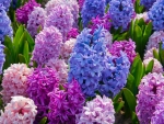 Pretty hyacinths