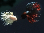Betta Fish