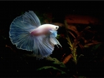 Betta Fish