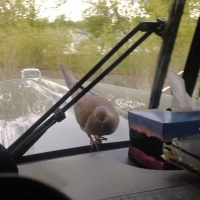 Friendly dove