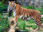 royal bengal tiger