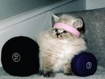 80's Workout Kitty  