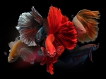Male Betta Fish