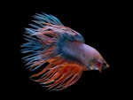 Betta Fish