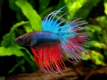Betta Fish