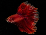 Red Betta Fish