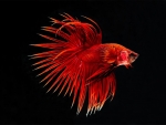 Red Betta Fish