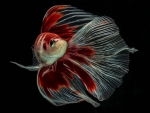 Betta Fish