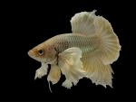 Betta Fish