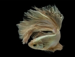 Betta Fish