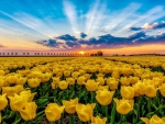 Yellow tulips