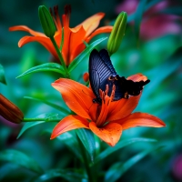 Butterfly on flower