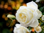 white rose