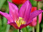 TULIP