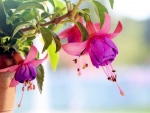 FUCHSIA