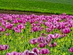 FIELD of POPPIES
