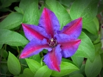 CLEMATIS