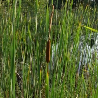 Typha